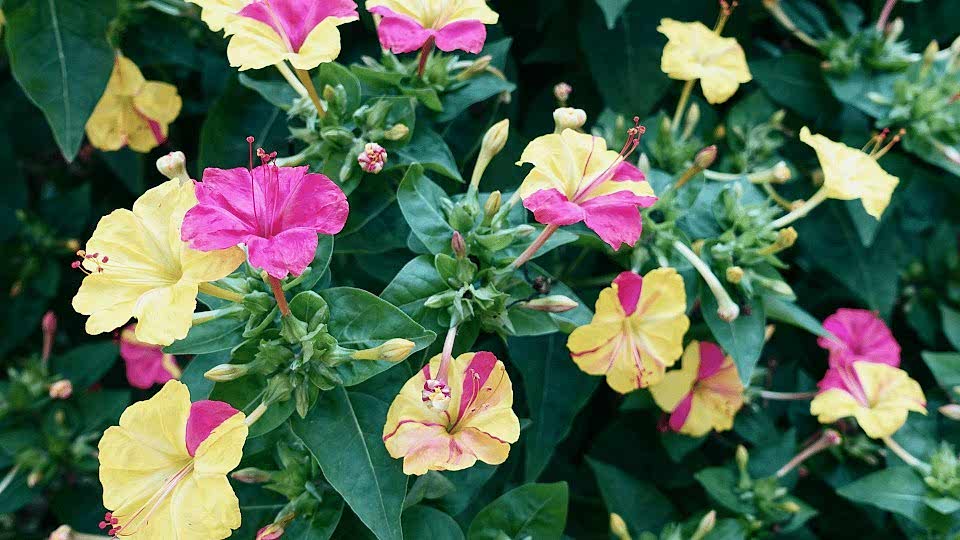 Akşam Sefası Çiçeği Anlamı - ( Mirabilis Jalapa)