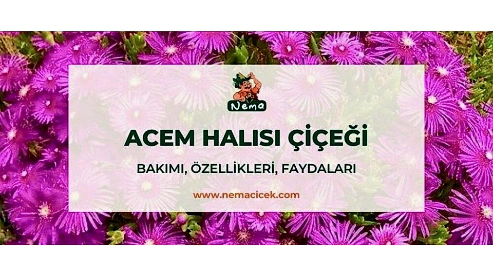 Acem Halısı Çiçeği, Bakımı, Özellikleri, Anlamı