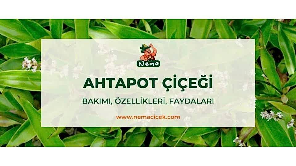 Ahtapot Çiçeği, Bakımı, Özellikleri, Faydaları