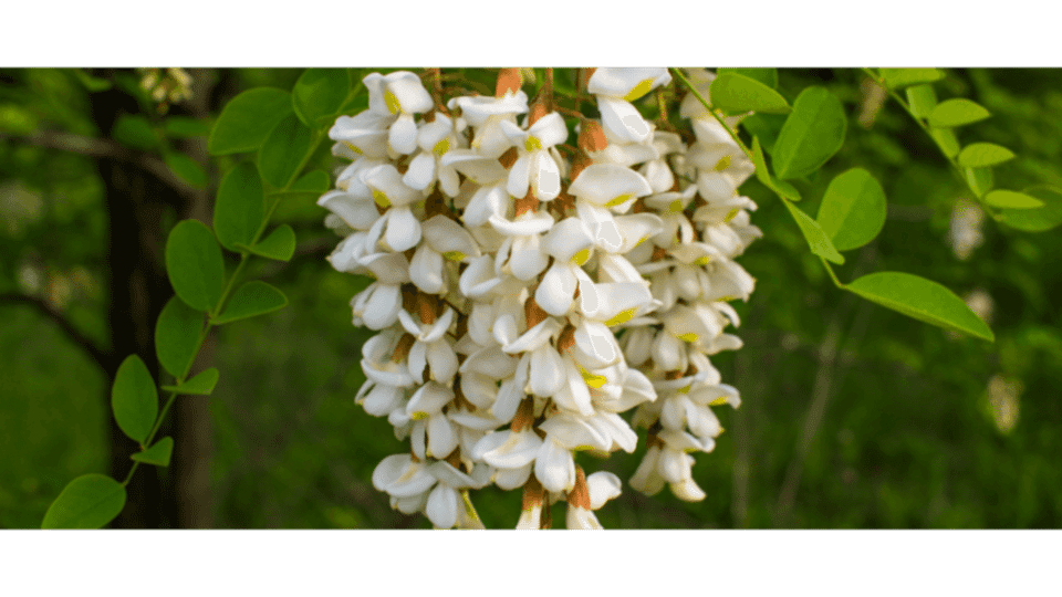 Akasya Çiçeği Anlamı - (Acacia)