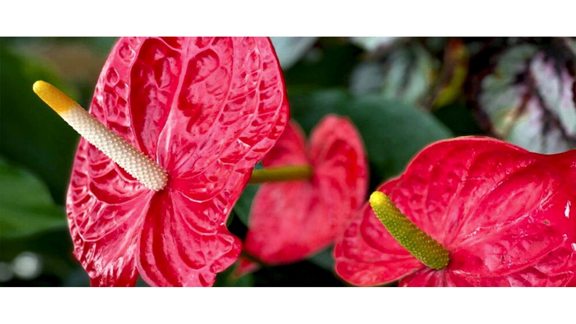 https://wwweees.com/image/cache/catalog/blog-image/antoryum-cicegi-anlami-anthurium-1920x1080.jpg