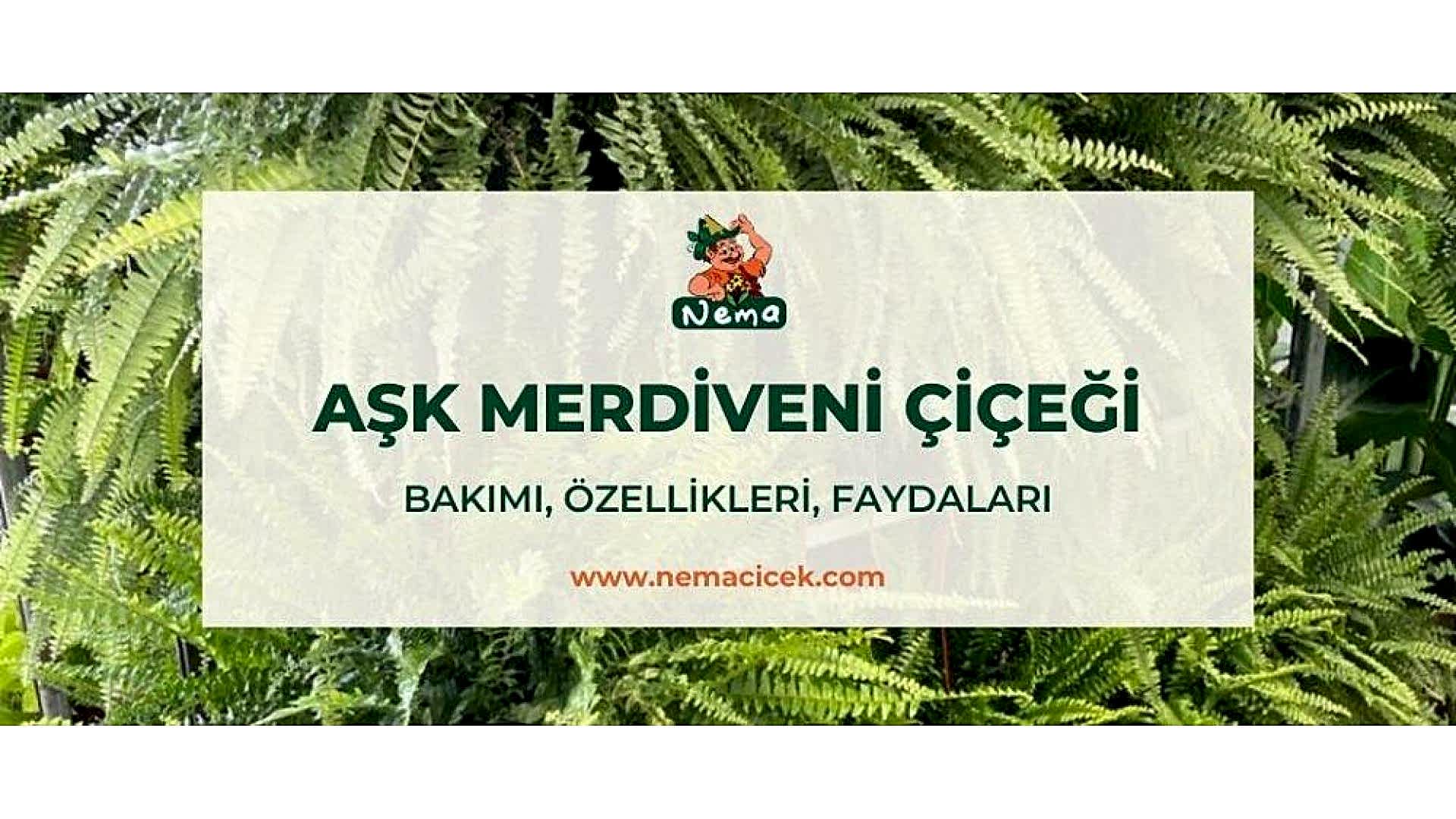 https://wwweees.com/image/cache/catalog/blog-image/ask-merdiveni-cicegi-nemacicek-blog-1920x1080.jpg