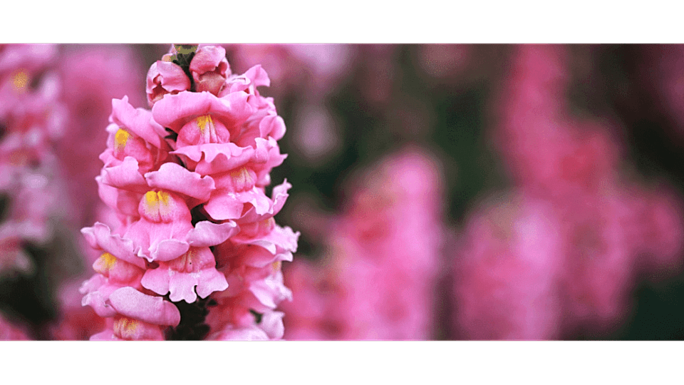 Aslanağzı Çiçeği Anlamı – (Antirrhinum)