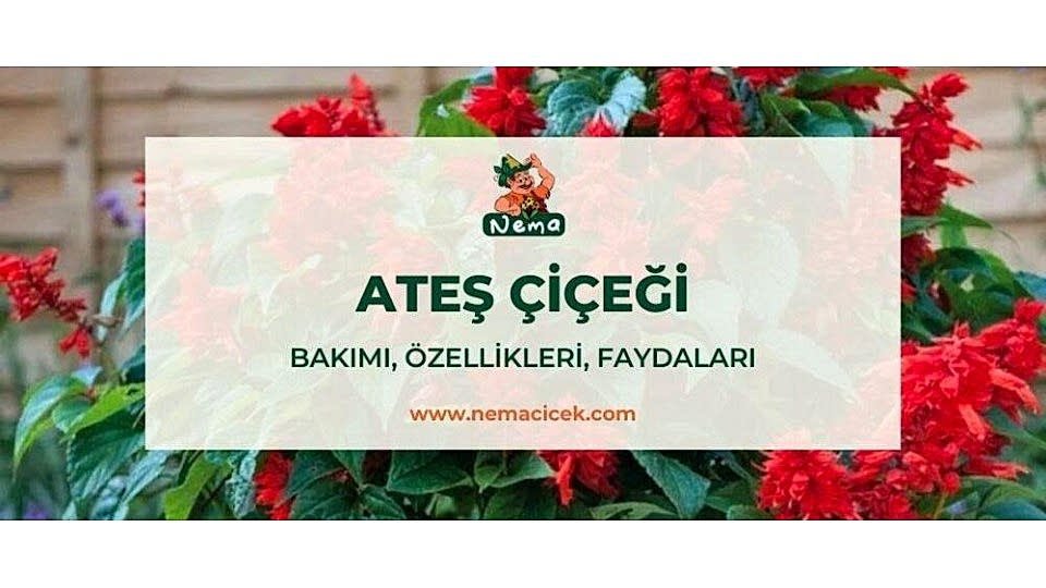 Ateş Çiçeği (Salvia Splendens) Bakımı, Özellikleri, Faydaları, Anlamı