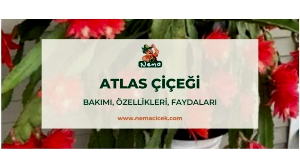 Atlas Çiçeği, Bakımı, Özellikleri, Anlamı