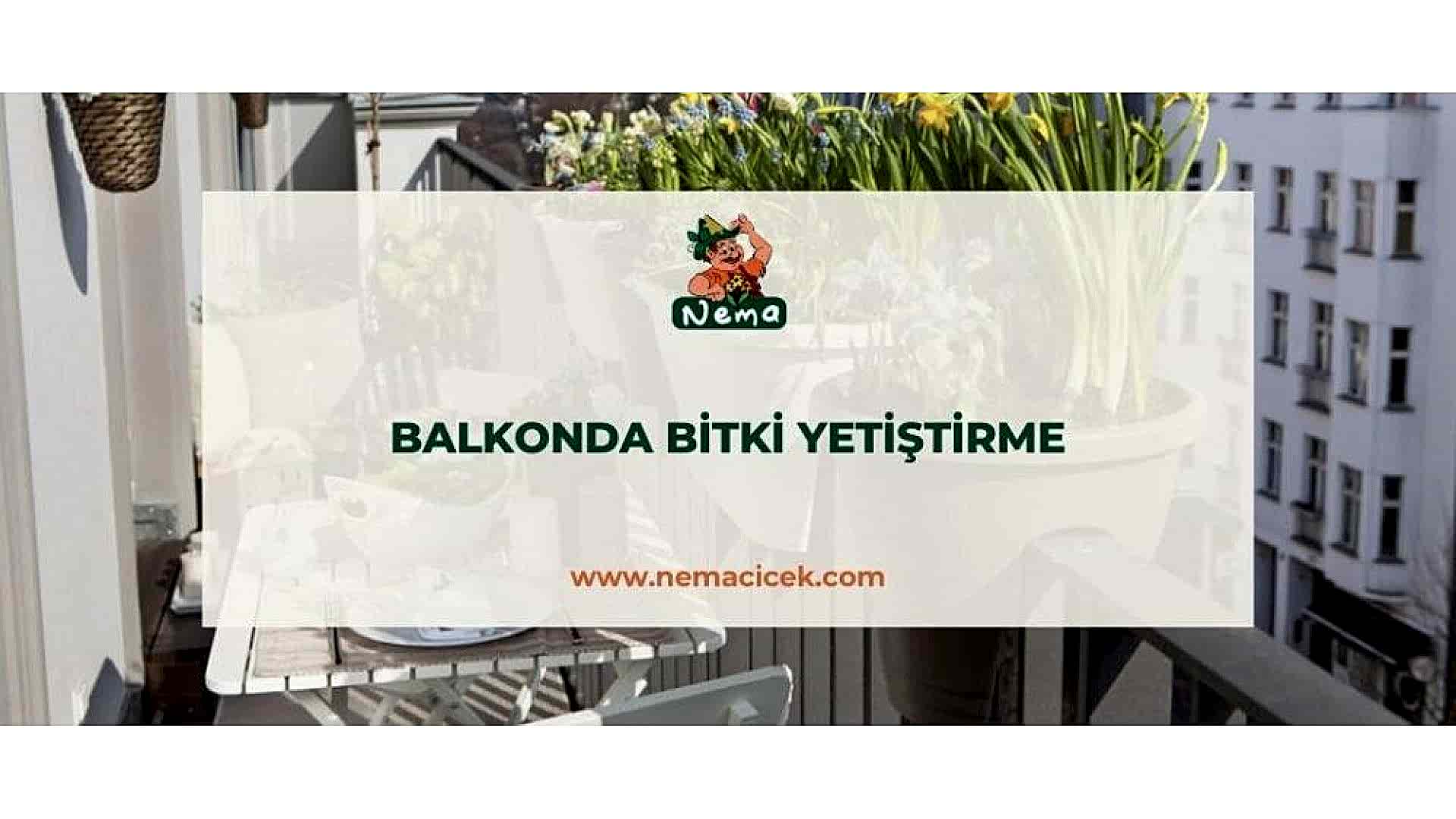 https://wwweees.com/image/cache/catalog/blog-image/balkonda-bitki-yetistirme-nemablog-1-1920x1080.jpg