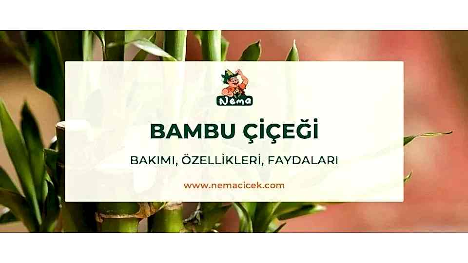 Bambu Çiçeği, Bakımı, Özellikleri, Anlamı