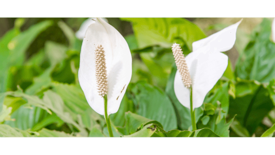 Barış Çiçeği Anlamı - (Spathiphyllum)