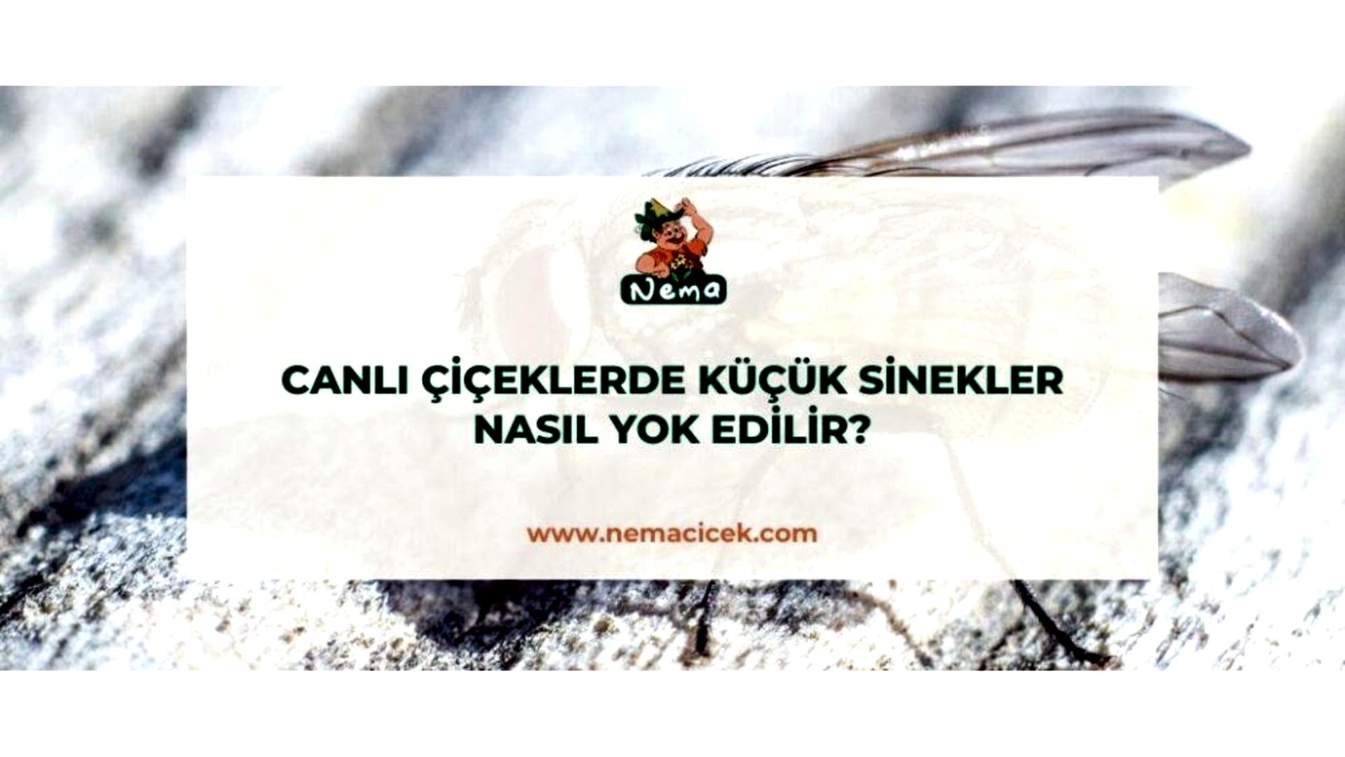 https://wwweees.com/image/cache/catalog/blog-image/bcanli-ciceklerde-kucuk-sinekler-nasil-yok-edilir-nemablog-1920x1080.jpg