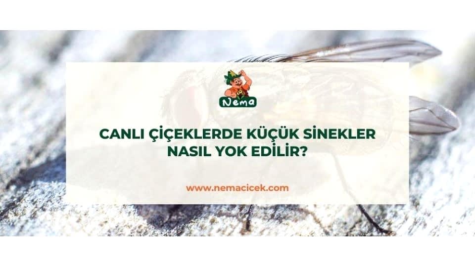 Canlı Çiçeklerde Küçük Sinekler Nasıl Yok Edilir?