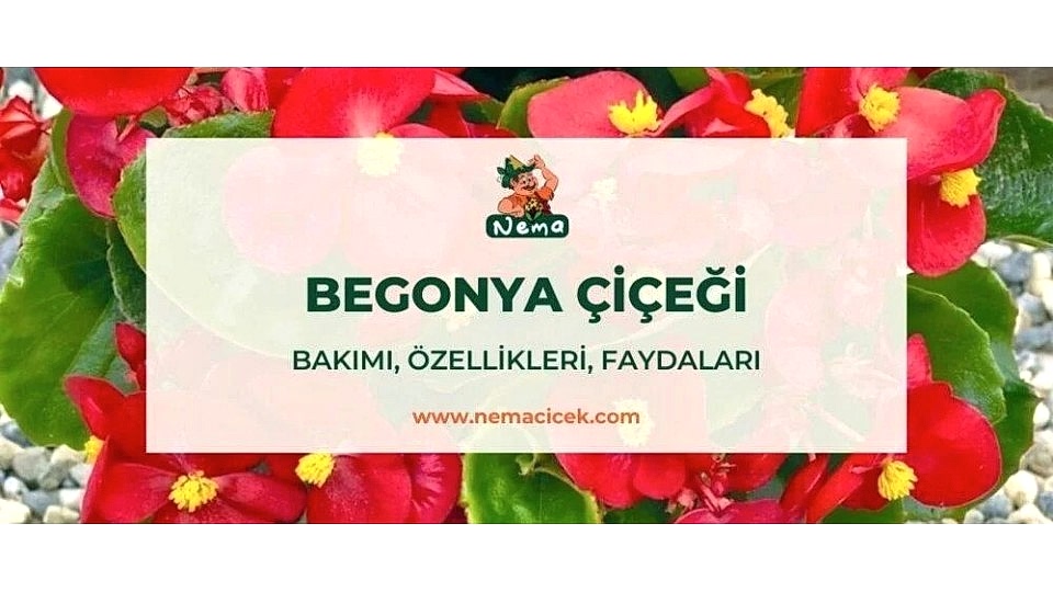 Begonya Bakımı, Özellikleri, Anlamı