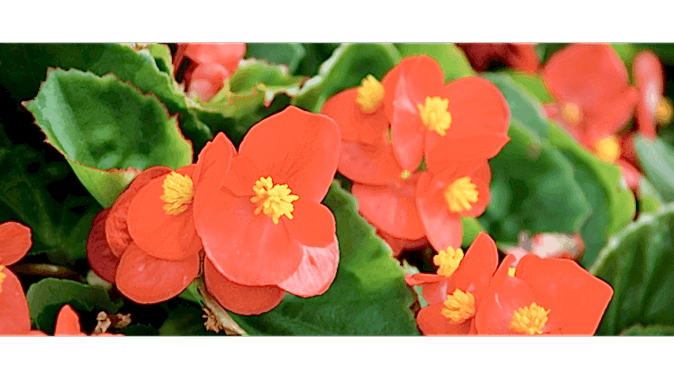 Begonya Çiçeği Anlamı – (Begonia)