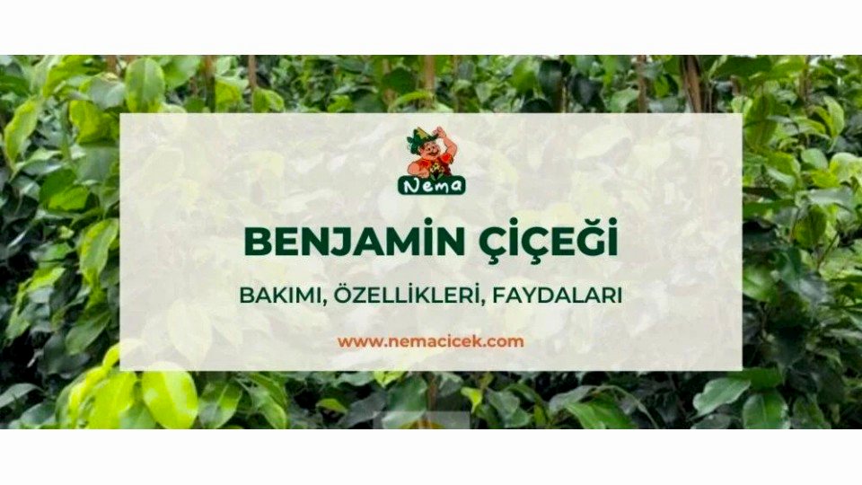 Benjamin Çiçeği, Bakımı, Özellikleri, Anlamı