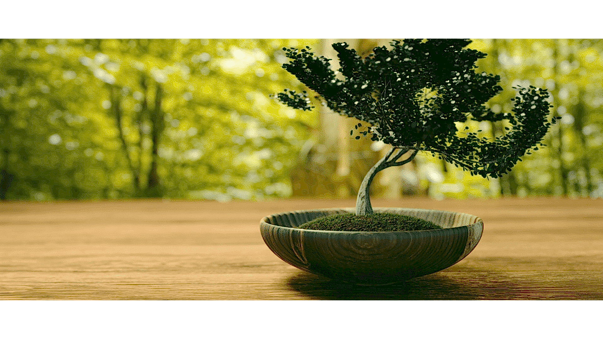 https://wwweees.com/image/cache/catalog/blog-image/bonsai-agaci-anlami-1920x1080.png