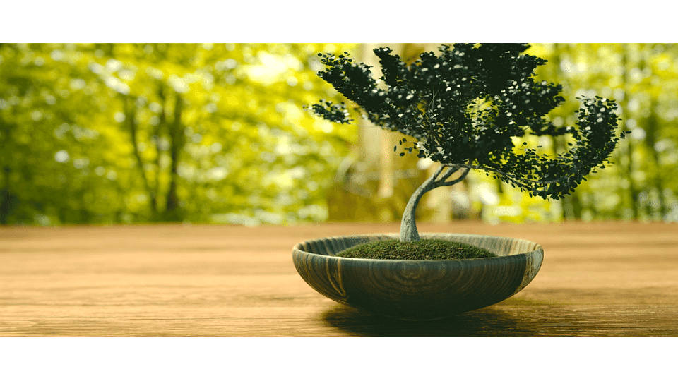 Bonsai Ağacı Anlamı