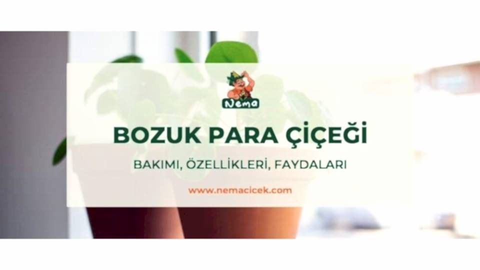 Bozuk Para Çiçeği (Pilea) Bakımı, Özellikleri, Faydaları, Anlamı