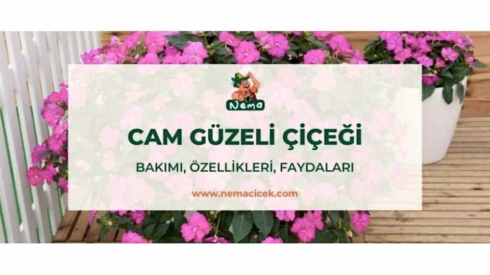 Cam Güzeli Çiçeği (Impatiens Walleriana) Bakımı, Özellikleri, Anlamı