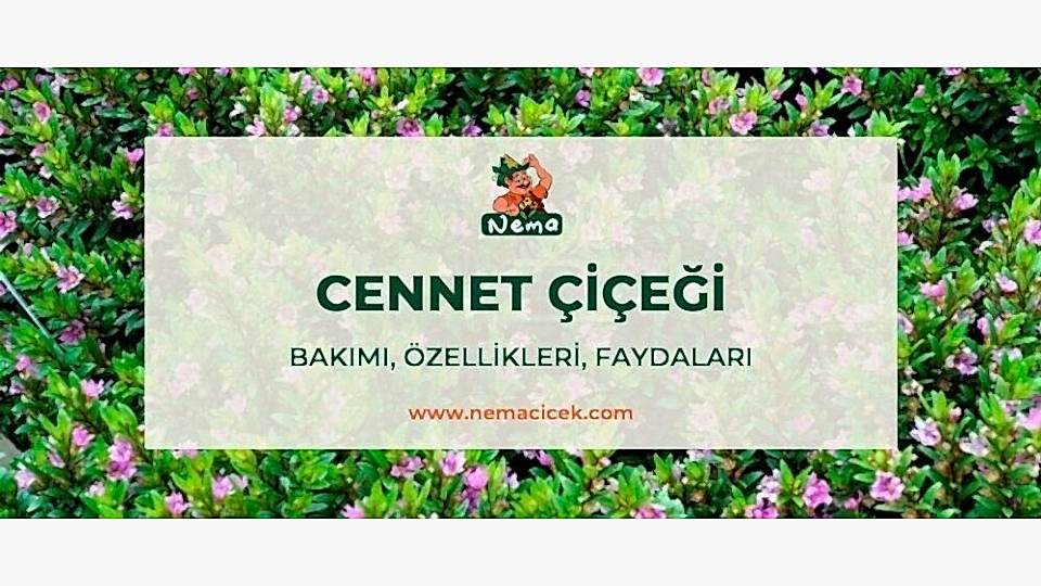 Cennet Çiçeği (Cuphea Hyssopifolia) Bakımı, Özellikleri, Faydaları, Anlamı