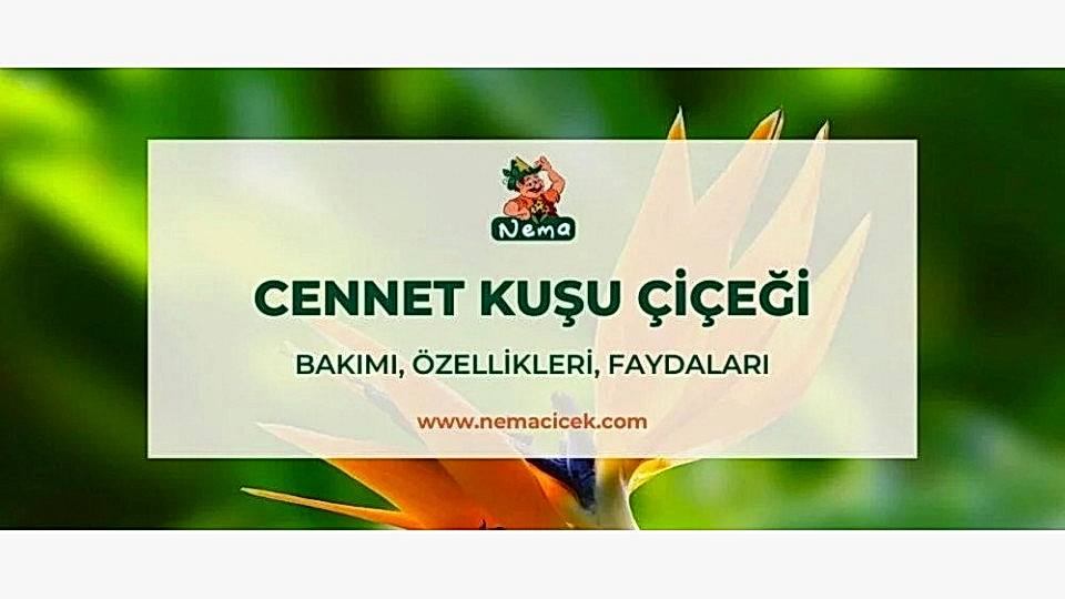 Cennet Kuşu Çiçeği (Starliçe) Bakımı, Özellikleri, Anlamı