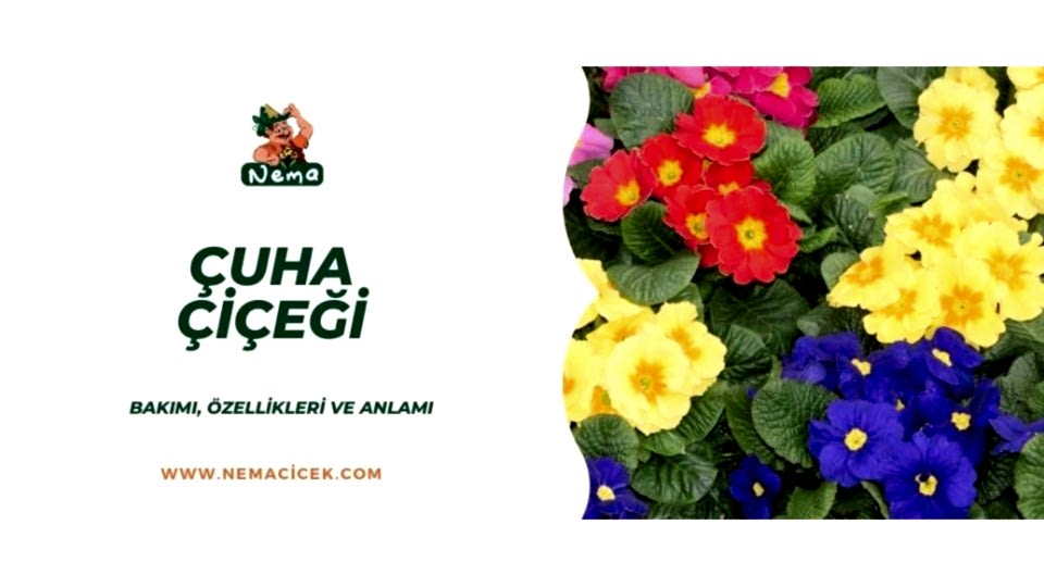 Çuha Çiçeği (Primula) Bakımı Özellikleri Anlamı