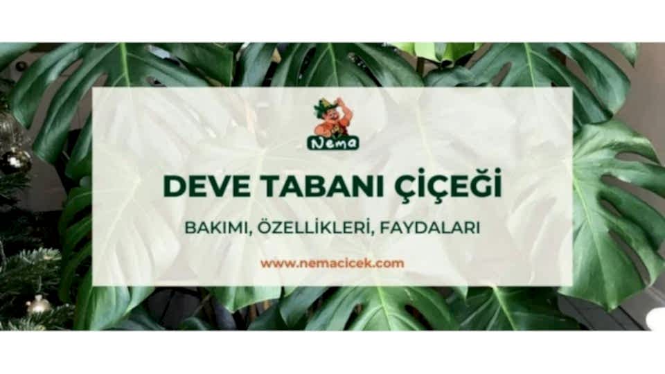 Deve Tabanı Çiçeği (Monstera Deliciosa) Bakımı, Özellikleri, Anlamı