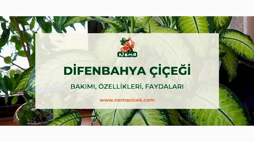 Difenbahya Çiçeği (Ağlayan Çiçek) Bakımı, Özellikleri, Anlamı