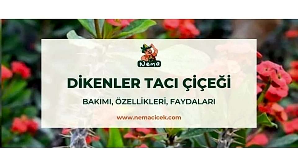 Dikenler Tacı Çiçeği (Euphorbia) Bakımı, Özellikleri, Anlamı