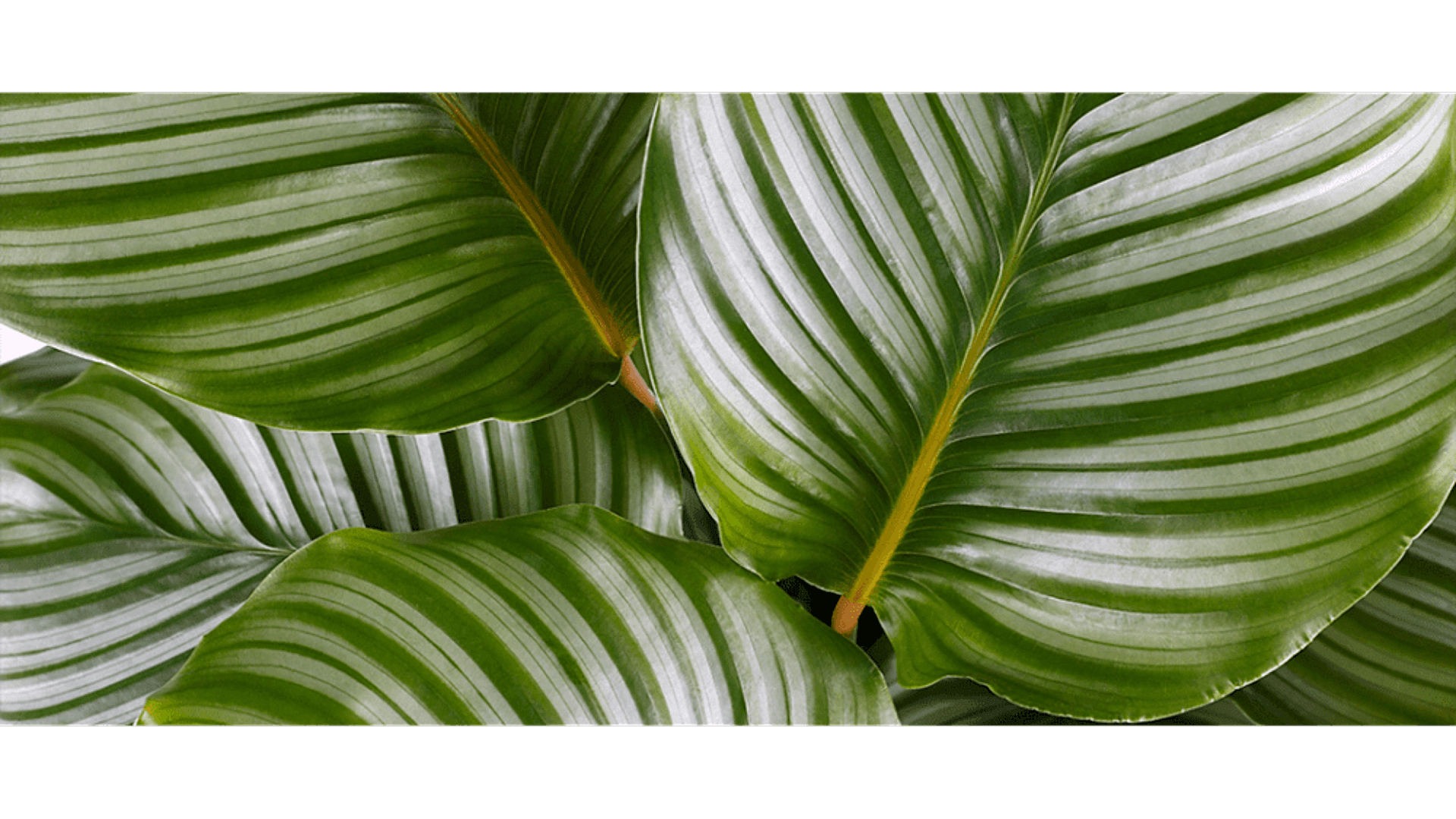 https://wwweees.com/image/cache/catalog/blog-image/dua-cicegi-anlami-calathea-1920x1080.png