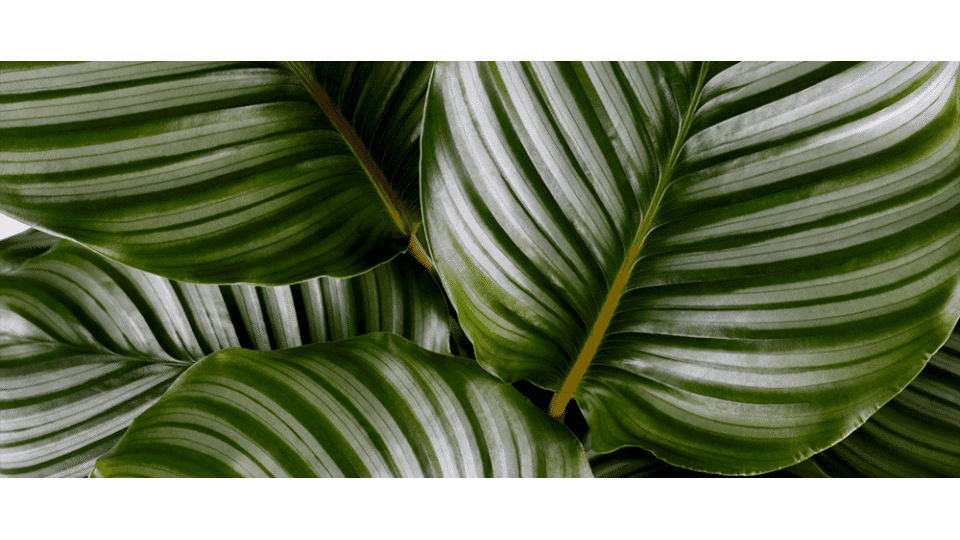 Dua Çiçeği Anlamı - (Calathea)