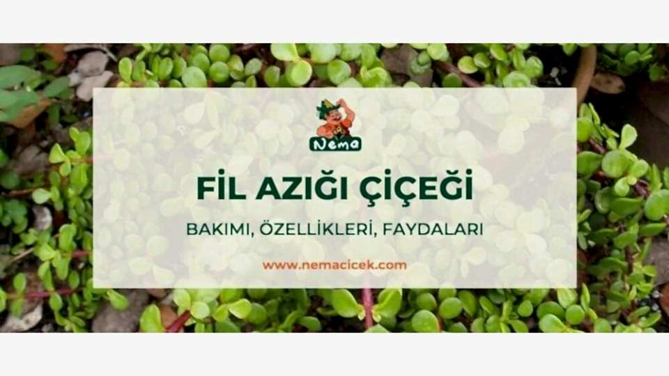 Fil Azığı Çiçeği (Portulacaria Afra) Bakımı, Özellikleri, Faydaları, Anlamı