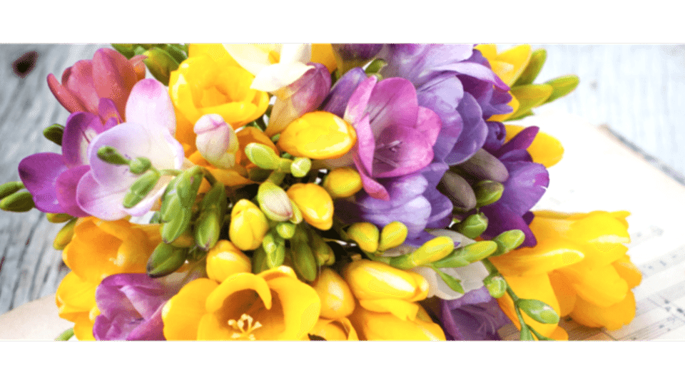 Frezya Çiçeği Anlamı – (Freesia)