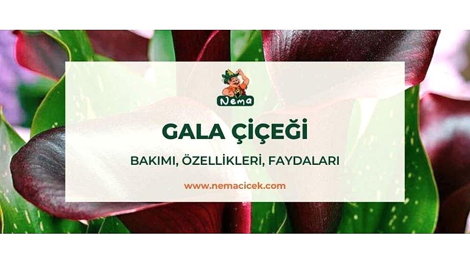 Gala Çiçeği (Zantedeschia) Bakımı, Özellikleri, Anlamı