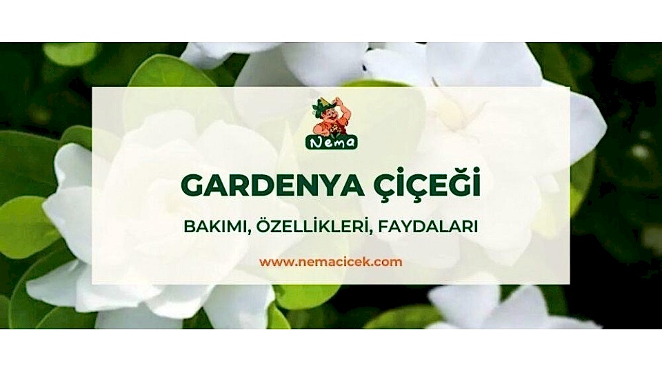 Gardenya Çiçeği (Gardenia Jasminoides) Bakımı, Özellikleri, Faydaları