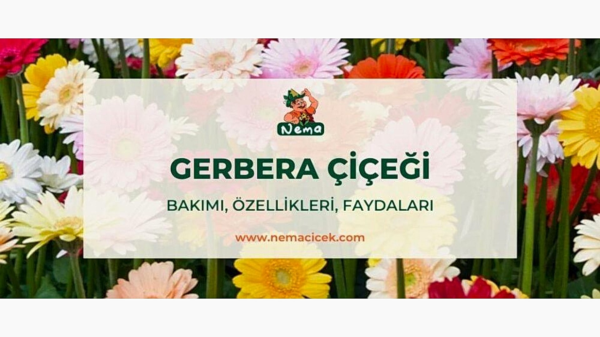 https://wwweees.com/image/cache/catalog/blog-image/gerbera-cicegi-nemacicek-blog-1920x1080.jpg