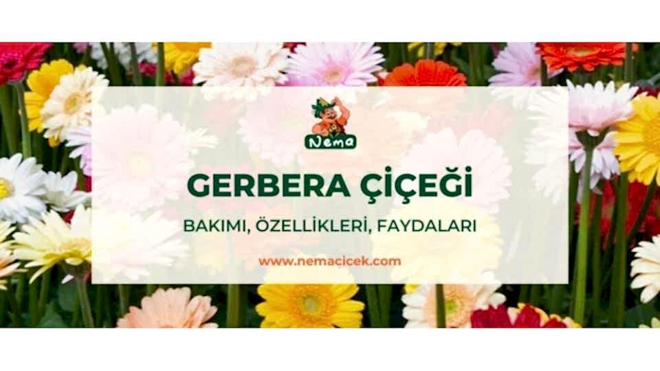 Gerbera Çiçeği Bakımı, Özellikleri, Faydaları, Anlamı