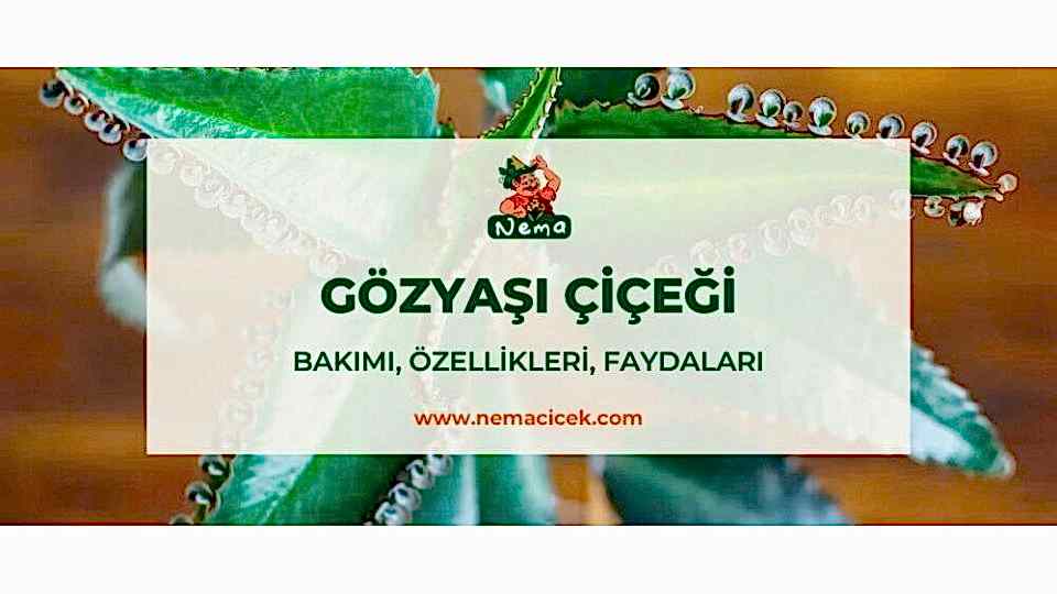 Gözyaşı Çiçeği (Kalanchoe daigremontiana) Bakımı, Özellikleri, Faydaları, Anlamı