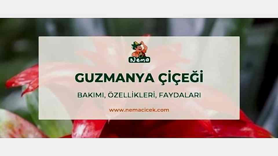 Guzmanya Çiçeği (Guzmania, Kırmızı Yıldız) Bakımı, Özellikleri, Anlamı