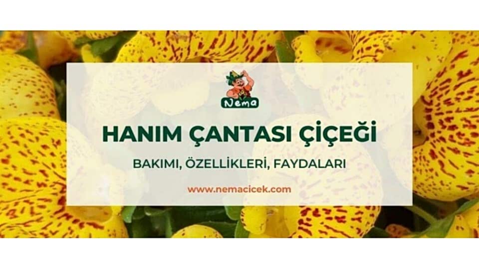 Hanım Çantası Çiçeği (Calceolaria Biflora) Bakımı, Özellikleri, Faydaları, Anlamı