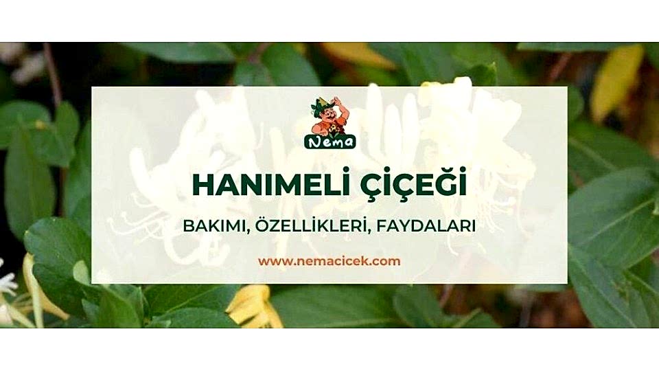 Hanımeli Çiçeği (Lonicera) Bakımı, Özellikleri, Faydaları, Anlamı