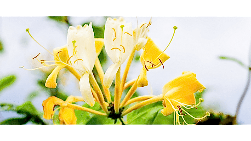 Hanımeli Çiçeği Anlamı – (Honeysuckle)