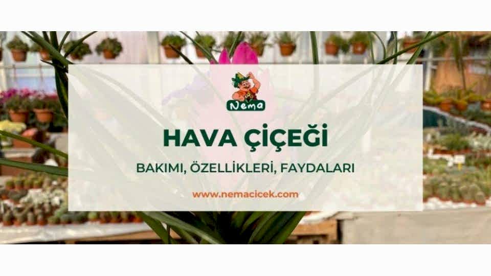 Hava Bitkisi Çiçeği (Tillandsia Cyanea) Bakımı, Özellikleri, Faydaları, Anlamı