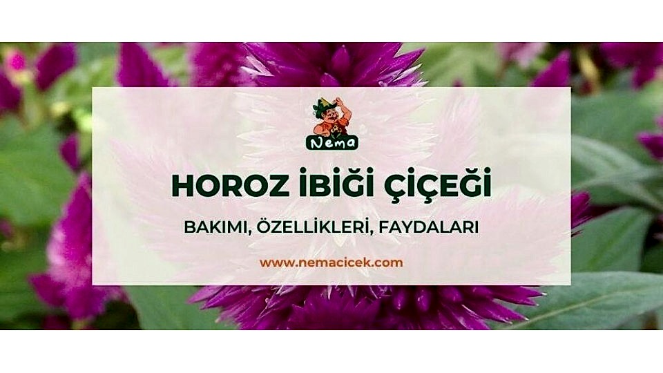 Horoz İbiği Çiçeği (Amaranthus Caudatus) Bakımı, Özellikleri, Anlamı