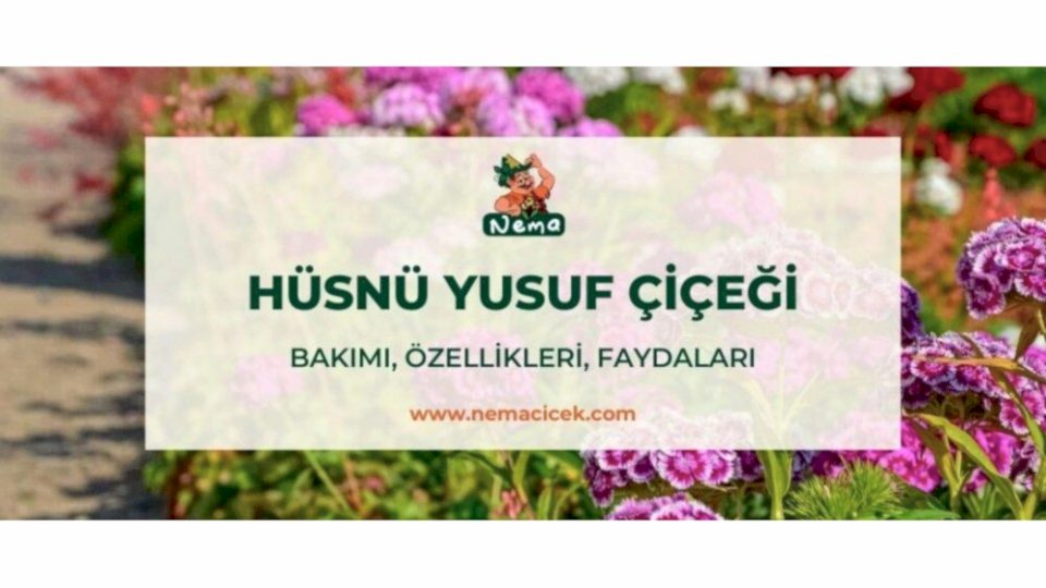 Hüsnü Yusuf Çiçeği (Dianthus barbatus) Bakımı, Özellikleri, Faydaları, Anlamı