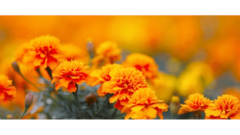 Kadife Çiçeği Anlamı – (Tagetes Patula)