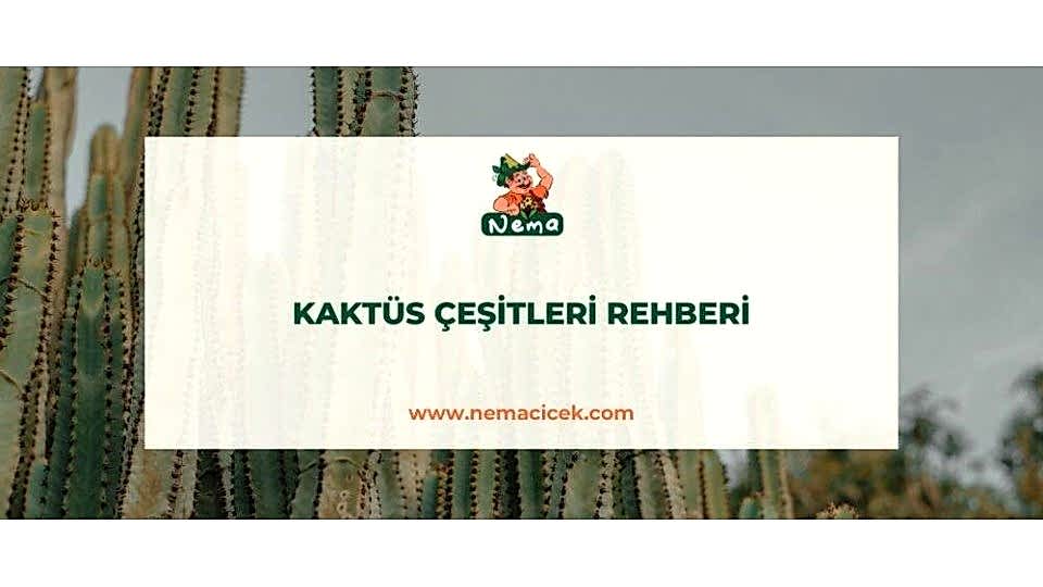 Kaktüs Çeşitleri Rehberi