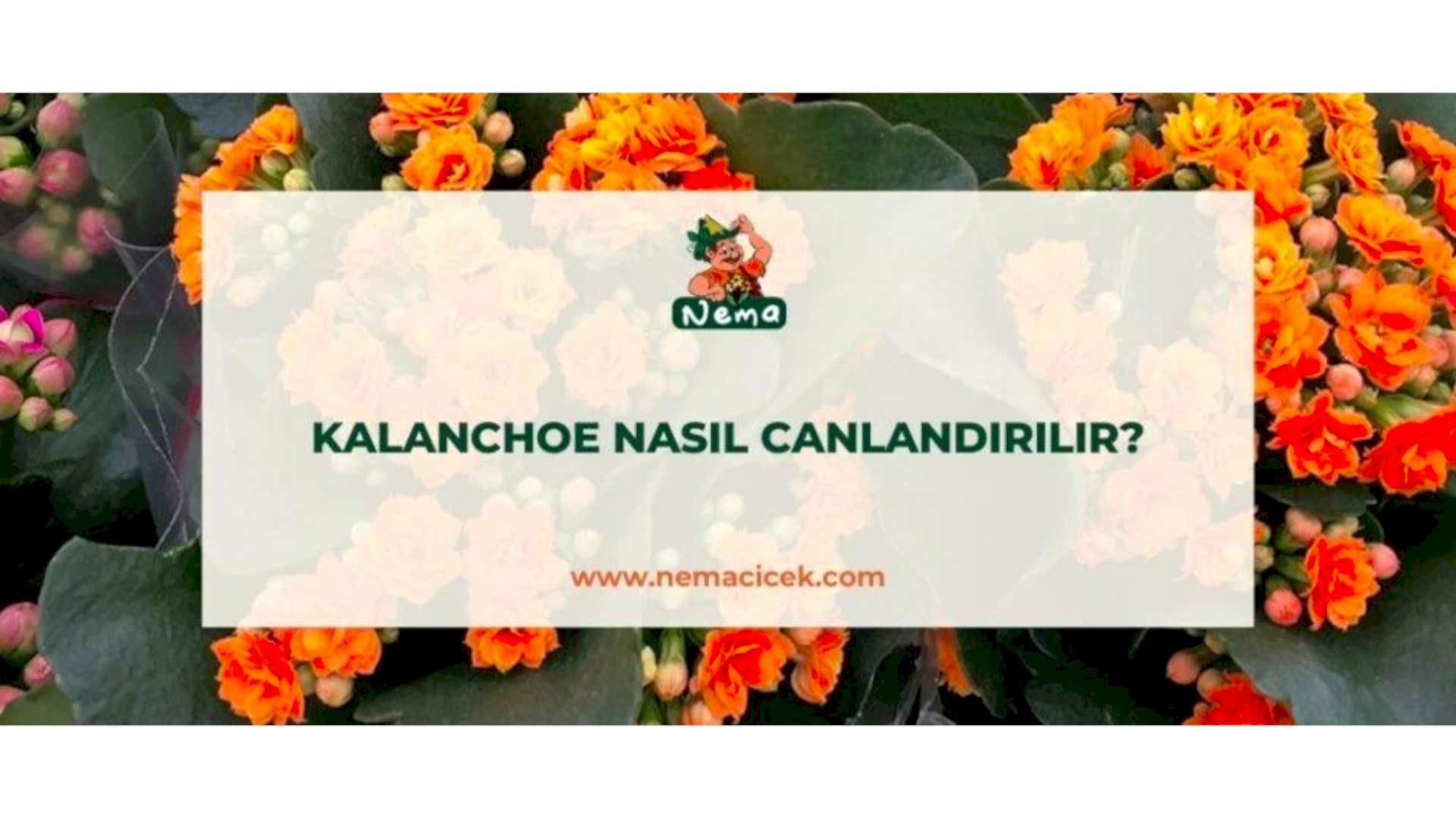 https://wwweees.com/image/cache/catalog/blog-image/kalanchoe-nasil-canlandirilir-nemacicek-blog-1920x1080.jpg