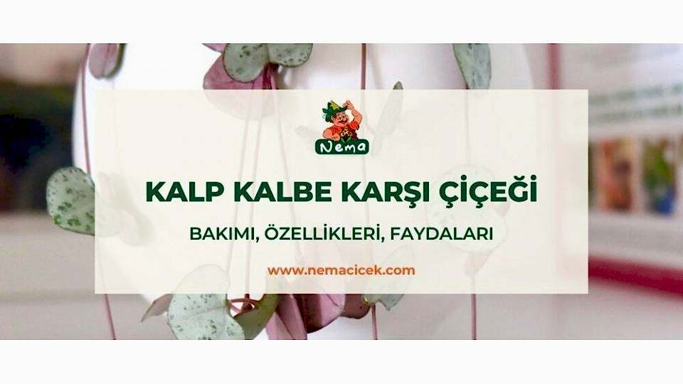 Kalp Kalbe Karşı Çiçeği (Ceropegia Woodii) Bakımı, Özellikleri, Faydaları