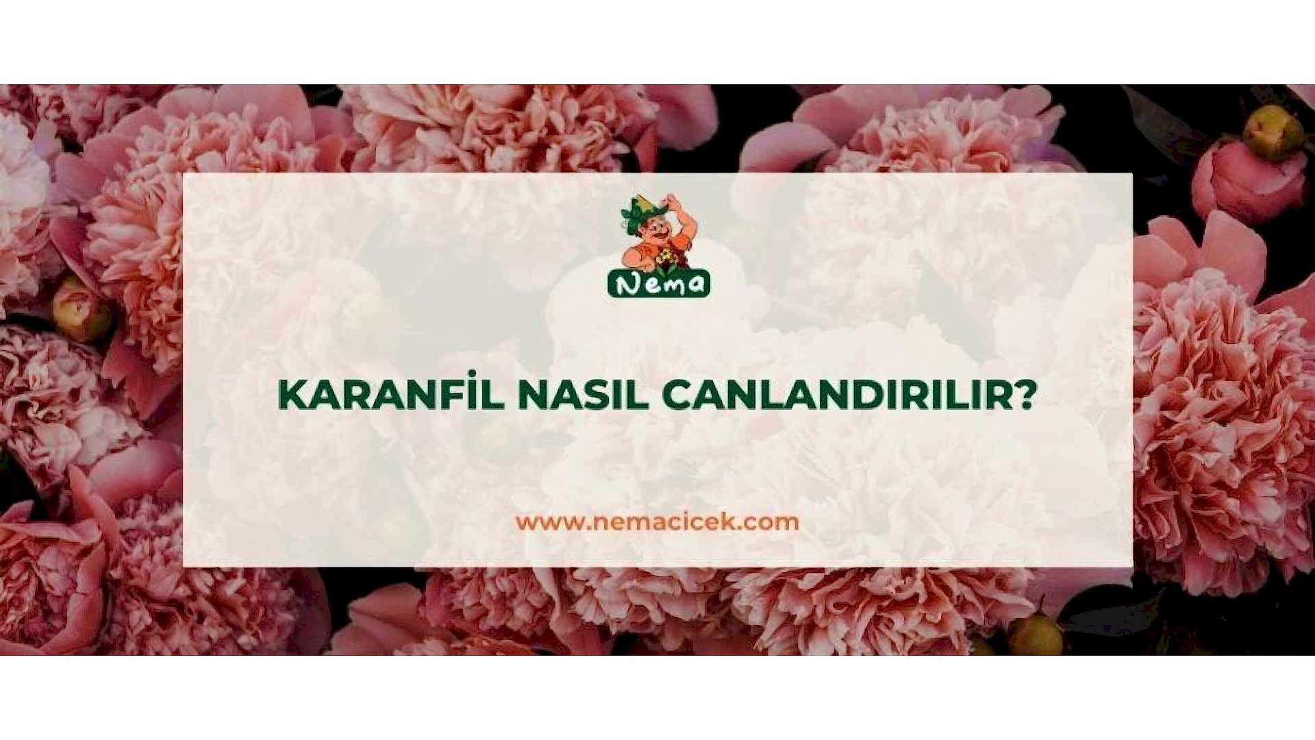 https://wwweees.com/image/cache/catalog/blog-image/karanfil-nasil-canlandirilir-nemacicek-blog-1920x1080.jpg