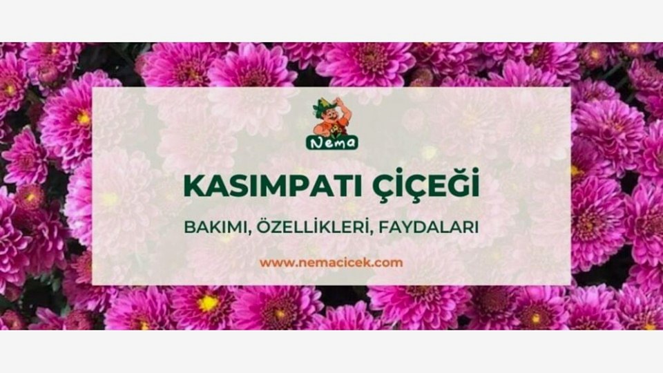 Kasımpatı Çiçeği (Krizantem, Chrysanthemum) Bakımı, Özellikleri, Anlamı