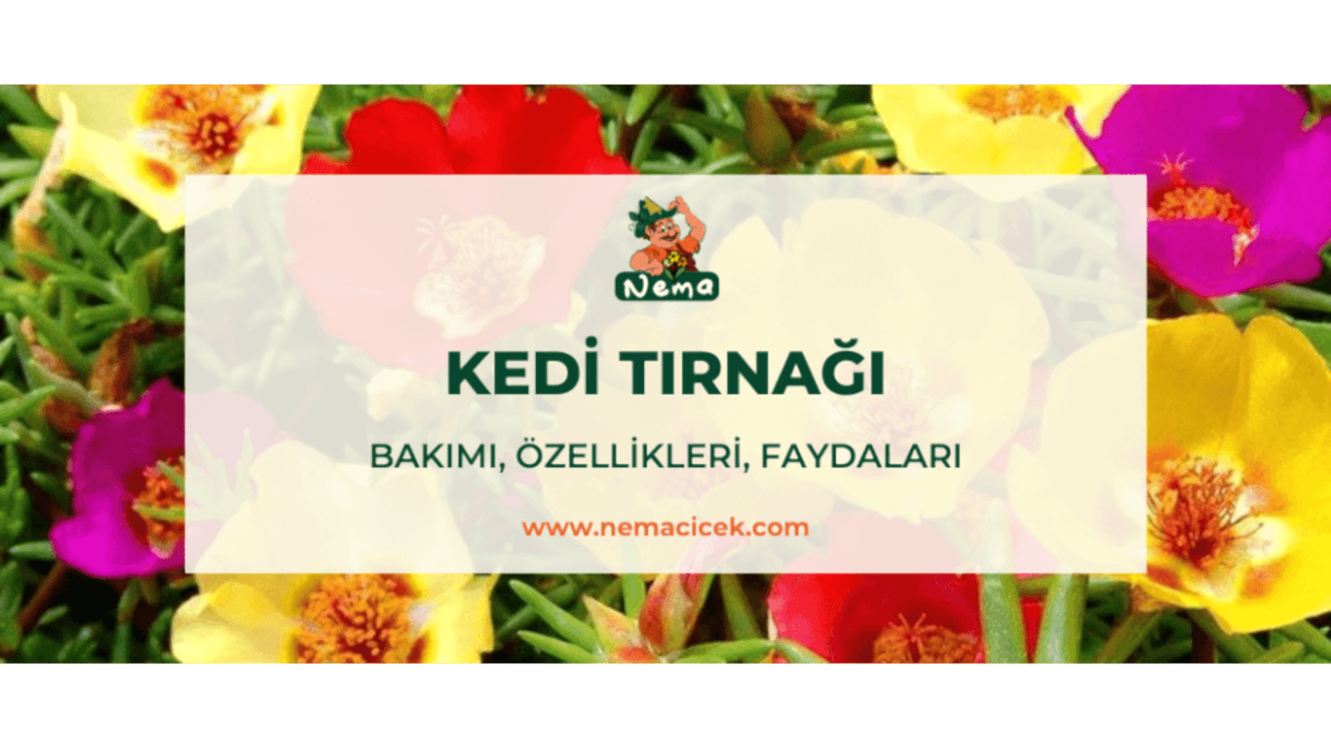 https://wwweees.com/image/cache/catalog/blog-image/kedi-tirnagi-bakimi-ozellikleri-faydalari-nemacicek-blog-1920x1080.png